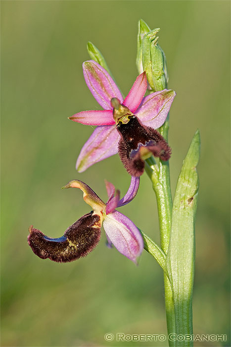 orchidee emiliano romagnole